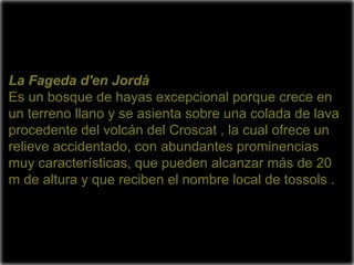 La Fageda d'en Jordà
Es un bosque de hayas excepcional porque crece en
un terreno llano y se asienta sobre una colada de lava
procedente del volcán del Croscat , la cual ofrece un
relieve accidentado, con abundantes prominencias
muy características, que pueden alcanzar más de 20
m de altura y que reciben el nombre local de tossols .
 