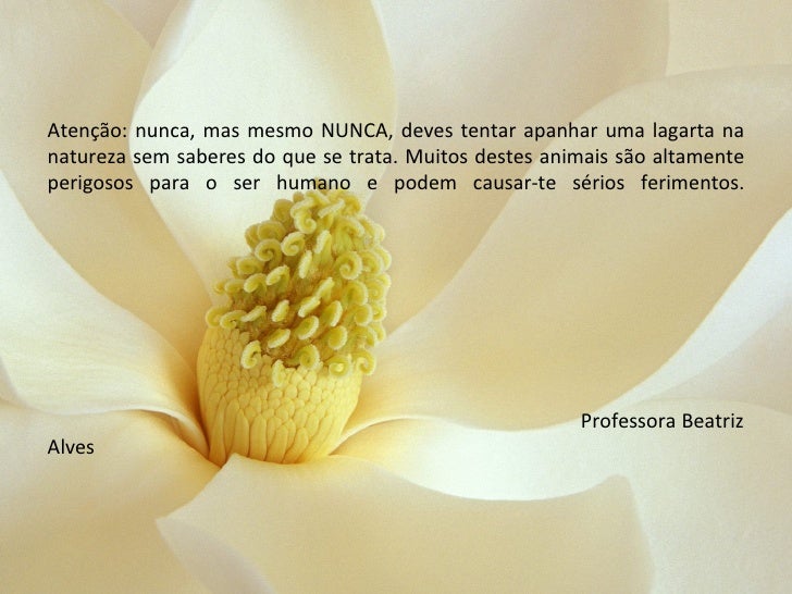 Lagartas Ou Et S