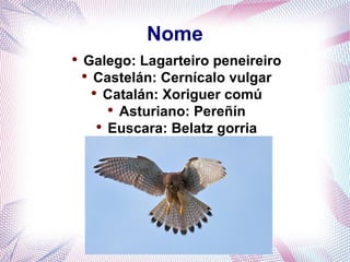 Nome
●
    Galego: Lagarteiro peneireiro
    ●
      Castelán: Cernícalo vulgar
      ●
          Catalán: Xoriguer comú
           ●
             Asturiano: Pereñín
        ●
          Euscara: Belatz gorria
 