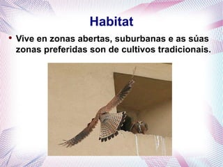 Habitat
●
    Vive en zonas abertas, suburbanas e as súas
    zonas preferidas son de cultivos tradicionais.
 