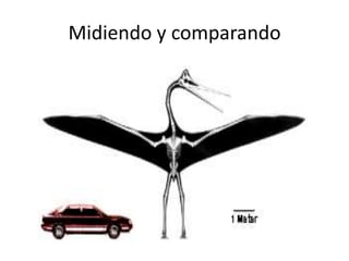 Midiendo y comparando