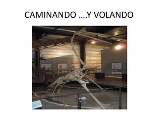 CAMINANDO ….Y VOLANDO