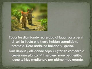 Todos los días Sandy regresaba al lugar para ver si el  sol, la lluvia o la tierra habían cumplido su promesa. Pero nada, no hallaba su grano. Días después, allí donde cayó su granito comenzó a crecer una planta. Primero era muy pequeñita, luego se hizo mediana y por ultimo muy grande. 
