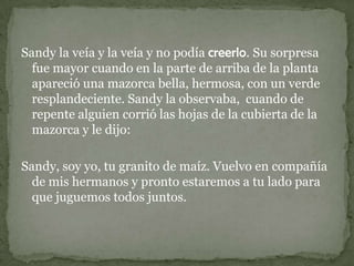 Sandy la veía y la veía y no podía creerlo. Su sorpresa fue mayor cuando en la parte de arriba de la planta apareció una mazorca bella, hermosa, con un verde resplandeciente. Sandy la observaba,  cuando de repente alguien corrió las hojas de la cubierta de la mazorca y le dijo:Sandy, soy yo, tu granito de maíz. Vuelvo en compañía de mis hermanos y pronto estaremos a tu lado para que juguemos todos juntos. 