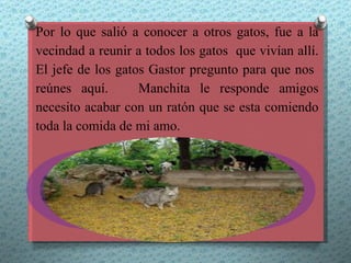 Por lo que salió a conocer a otros gatos, fue a la
vecindad a reunir a todos los gatos que vivían allí.
El jefe de los gatos Gastor pregunto para que nos
reúnes aquí.       Manchita le responde amigos
necesito acabar con un ratón que se esta comiendo
toda la comida de mi amo.
 