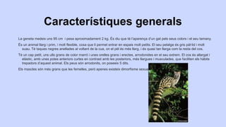 Característiques generals
La geneta medeix uns 95 cm i pesa aproximadament 2 kg. És diu que té l’aparença d’un gat pels seus colors i el seu tamany.
És un animal llarg i prim, i molt flexible, cosa que li permet entrar en espais molt petits. El seu pelatge és gris pàl·lid i molt
suau. Té taques negres anellades al voltant de la cua, on el pèl és més llarg, i és quasi tan llarga com la resta del cos.
Té un cap petit, uns ulls grans de color marró i unes orelles grans i erectes, arrodonides en el seu extrem. El cos és allargat i
elàstic, amb unes potes anteriors curtes en contrast amb les posteriors, més llargues i musculades, que faciliten els hàbits
trepadors d’aquest animal. Els peus són arrodonits, on poseeix 5 dits.
Els mascles són més grans que les femelles, però apenes existeix dimorfisme sexual.

 