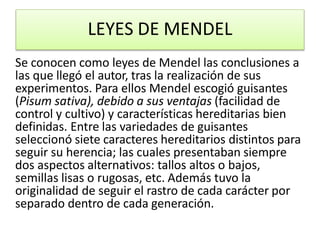 LEYES DE MENDEL
Se conocen como leyes de Mendel las conclusiones a
las que llegó el autor, tras la realización de sus
experimentos. Para ellos Mendel escogió guisantes
(Pisum sativa), debido a sus ventajas (facilidad de
control y cultivo) y características hereditarias bien
definidas. Entre las variedades de guisantes
seleccionó siete caracteres hereditarios distintos para
seguir su herencia; las cuales presentaban siempre
dos aspectos alternativos: tallos altos o bajos,
semillas lisas o rugosas, etc. Además tuvo la
originalidad de seguir el rastro de cada carácter por
separado dentro de cada generación.
 