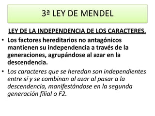 3ª LEY DE MENDEL
LEY DE LA INDEPENDENCIA DE LOS CARACTERES.
• Los factores hereditarios no antagónicos
mantienen su independencia a través de la
generaciones, agrupándose al azar en la
descendencia.
• Los caracteres que se heredan son independientes
entre sí y se combinan al azar al pasar a la
descendencia, manifestándose en la segunda
generación filial o F2.
 