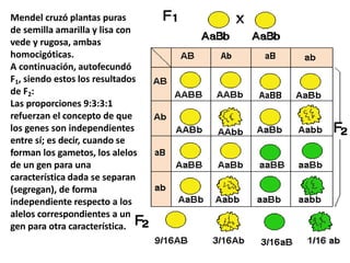 Mendel cruzó plantas puras
de semilla amarilla y lisa con
vede y rugosa, ambas
homocigóticas.
A continuación, autofecundó
F1, siendo estos los resultados
de F2:
Las proporciones 9:3:3:1
refuerzan el concepto de que
los genes son independientes
entre sí; es decir, cuando se
forman los gametos, los alelos
de un gen para una
característica dada se separan
(segregan), de forma
independiente respecto a los
alelos correspondientes a un
gen para otra característica.
 
