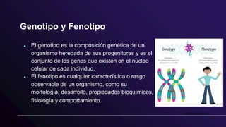 Genotipo y Fenotipo
● El genotipo es la composición genética de un
organismo heredada de sus progenitores y es el
conjunto de los genes que existen en el núcleo
celular de cada individuo.
● El fenotipo es cualquier característica o rasgo
observable de un organismo, como su
morfología, desarrollo, propiedades bioquímicas,
fisiología y comportamiento.
 