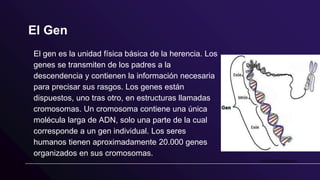 El Gen
El gen es la unidad física básica de la herencia. Los
genes se transmiten de los padres a la
descendencia y contienen la información necesaria
para precisar sus rasgos. Los genes están
dispuestos, uno tras otro, en estructuras llamadas
cromosomas. Un cromosoma contiene una única
molécula larga de ADN, solo una parte de la cual
corresponde a un gen individual. Los seres
humanos tienen aproximadamente 20.000 genes
organizados en sus cromosomas.
 