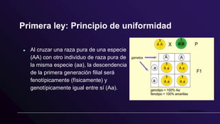 Primera ley: Principio de uniformidad
● Al cruzar una raza pura de una especie
(AA) con otro individuo de raza pura de
la misma especie (aa), la descendencia
de la primera generación filial será
fenotípicamente (físicamente) y
genotípicamente igual entre sí (Aa).
 