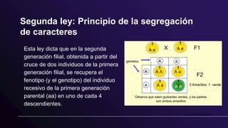 Segunda ley: Principio de la segregación
de caracteres
Esta ley dicta que en la segunda
generación filial, obtenida a partir del
cruce de dos individuos de la primera
generación filial, se recupera el
fenotipo (y el genotipo) del individuo
recesivo de la primera generación
parental (aa) en uno de cada 4
descendientes.
 