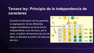 Tercera ley: Principio de la independencia de
caracteres
Durante la formación de los gametos,
la segregación de los diferentes
rasgos hereditarios se da de forma
independiente unos de otros, por lo
tanto, el patrón de herencia de uno de
ellos no afectará al patrón de herencia
del otro.
 