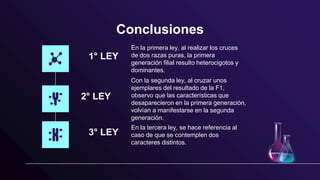 Conclusiones
3° LEY
1° LEY
2° LEY
En la primera ley, al realizar los cruces
de dos razas puras, la primera
generación filial resulto heterocigotos y
dominantes.
Con la segunda ley, al cruzar unos
ejemplares del resultado de la F1,
observo que las características que
desaparecieron en la primera generación,
volvían a manifestarse en la segunda
generación.
En la tercera ley, se hace referencia al
caso de que se contemplen dos
caracteres distintos.
 