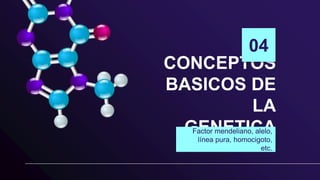 CONCEPTOS
BASICOS DE
LA
GENETICA
04
Factor mendeliano, alelo,
línea pura, homocigoto,
etc.
 