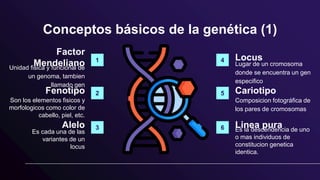 Conceptos básicos de la genética (1)
Factor
Mendeliano
Unidad fisica y funcional de
un genoma, tambien
llamado gen
Alelo
Es cada una de las
variantes de un
locus
Locus
Lugar de un cromosoma
donde se encuentra un gen
especifico
Linea pura
Es la descendencia de uno
o mas individuos de
constitucion genetica
identica.
Fenotipo
Son los elementos fisicos y
morfologicos como color de
cabello, piel, etc.
Cariotipo
Composicion fotográfica de
los pares de cromosomas
1
2
3
4
5
6
 