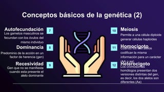 Conceptos básicos de la genética (2)
Autofecundación
Los gametos masculinos se
fecundan con los óvulos del
mismo individuo
Recesividad
Gen que no se manifiesta
cuando esta presente el
alelo dominante
Meiosis
Permite a una célula diploide
generar células haploides
Heterocigoto
Los cromosomas
homólogos presentan dos
versiones distintas del gen,
es decir, los dos alelos son
diferentes (Aa)
Dominancia
Predominio de la acción en un
factor de herencia (gen)
Homocigoto
Cuando los dos alelos
codifican la misma
información para un carácter
(AA o aa)
7
8
9
10
11
12
 