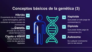 Conceptos básicos de la genética (3)
Hibrido
Cruzamiento de dos individuos
puros homocigotos, pero no
contienen el mismo numero de
cromosomas
Cigoto o huevo
Célula resultante de la
unión de dos gametos
haploides
Haploide
Que posee un solo juego de
cromosomas (n)
Autosoma
Es cualquier cromosoma
que no sea sexual
Gameto
Célula sexual que
procede de una estirpe
celular llamada línea
germinal
Diploide
Que posee doble juego de
cromosomas (2n)
13
14
15
16
17
18
 