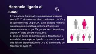 Herencia ligada al
sexo
En la especie humana los cromosomas sexuales
son el X, Y; el sexo masculino contiene un par XY y
el sexo femenino un par XX. En la especie humana
en cada célula somática contiene 22 pares de
autosomas mas un par XX para el sexo femenino y
un par XY para el sexo masculino.
El sexo se define al momento de la fecundación y
esta determinado por el tipo de cromosoma sexual
que lleva el espermatozoide (X o Y) al momento de
fecundar al óvulo (X)
 