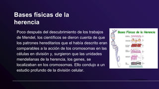 Bases físicas de la
herencia
Poco después del descubrimiento de los trabajos
de Mendel, los científicos se dieron cuenta de que
los patrones hereditarios que el había descrito eran
comparables a la acción de los cromosomas en las
células en división y, surgieron que las unidades
mendelianas de la herencia, los genes, se
localizaban en los cromosomas. Ello condujo a un
estudio profundo de la división celular.
 