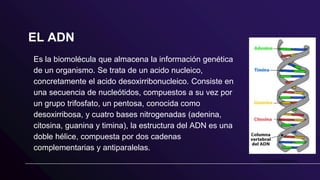 EL ADN
Es la biomolécula que almacena la información genética
de un organismo. Se trata de un acido nucleico,
concretamente el acido desoxirribonucleico. Consiste en
una secuencia de nucleótidos, compuestos a su vez por
un grupo trifosfato, un pentosa, conocida como
desoxirribosa, y cuatro bases nitrogenadas (adenina,
citosina, guanina y timina), la estructura del ADN es una
doble hélice, compuesta por dos cadenas
complementarias y antiparalelas.
 