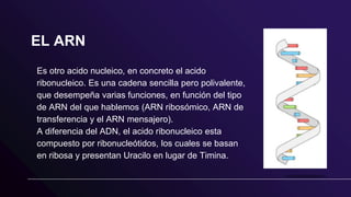 EL ARN
Es otro acido nucleico, en concreto el acido
ribonucleico. Es una cadena sencilla pero polivalente,
que desempeña varias funciones, en función del tipo
de ARN del que hablemos (ARN ribosómico, ARN de
transferencia y el ARN mensajero).
A diferencia del ADN, el acido ribonucleico esta
compuesto por ribonucleótidos, los cuales se basan
en ribosa y presentan Uracilo en lugar de Timina.
 