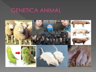 GENETICA ANIMAL