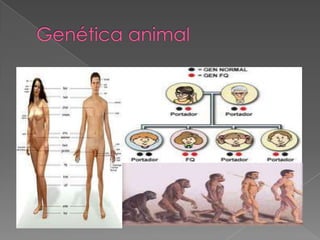 Genética animal