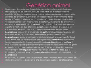 Genética animalUna manera de combinar estas ventajas es mediante el cruzamiento de unalínea (raza) ligera de hembras, con una línea (raza) de machos de rápidocrecimiento, de este modo se puede optimizar el sistema, balanceando el méritogenético del crecimiento, con el de las necesidades de mantenimiento de lashembras. Cuando las hembras son cruzadas, se puede obtener mayor fertilidad yventajas al usarlas como madres. Otro aspecto muy importante del cruzamiento,reside en el fenómeno llamado heterosis o vigor híbrido. Este fenómeno permiteexplotar el hecho de que diferentes alelos han sido fijados en diversos loci enrazas distintas. Al cruzar dos razas, podemos esperar un incremento en laheterocigosis, es decir en la proporción de loci heterocigóticos comparados conlos valores dentro de cada raza. Generalmente, este incremento en laheterocigosis se asocia a un mayor rendimiento productivo, una mayor fertilidady una mayor tasa de supervivencia. Este vigor híbrido o heterosis se explica conteorías que postulan tanto efectos genéticos de dominancia como epistasis. Anivel teórico se supone que un animal que contiene dos tipos alternativos de geneses superior en su capacidad de adaptación al medio ambiente. La depresiónobservada por consanguinidad es la otra cara de la heterosis, dado que elincremento en el coeficiente de consanguinidad está asociado a una pérdida deheterocigosis.En especies de gran fecundidad, como las aves y los cerdos, el uso de las ventajasde los cruzamientos se basan en la cría de animales cruzados para las granjas.,