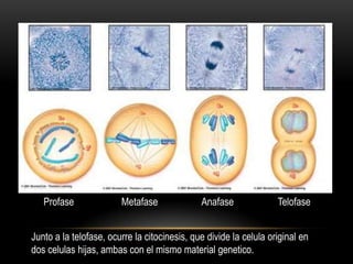 Profase              Metafase              Anafase              Telofase


Junto a la telofase, ocurre la citocinesis, que divide la celula original en
dos celulas hijas, ambas con el mismo material genetico.
 