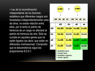 ▪ Ley de la recombinación
independiente de los factores:
establece que diferentes rasgos son
heredados independientemente unos
de otros, no existe relación entre
ellos, por lo tanto el patrón de
herencia de un rasgo no afectará al
patrón de herencia de otro. Sólo se
cumple en aquellos genes que no
están ligados (es decir, que están en
diferentes cromosomas). Comprobó
que la descendencia sigue las
proporciones 9:3:3:1.
 
