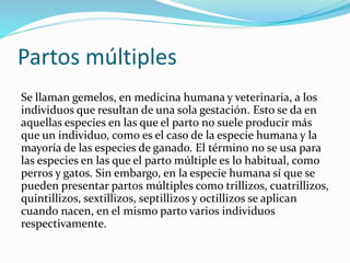 Partos múltiples
Se llaman gemelos, en medicina humana y veterinaria, a los
individuos que resultan de una sola gestación. Esto se da en
aquellas especies en las que el parto no suele producir más
que un individuo, como es el caso de la especie humana y la
mayoría de las especies de ganado. El término no se usa para
las especies en las que el parto múltiple es lo habitual, como
perros y gatos. Sin embargo, en la especie humana sí que se
pueden presentar partos múltiples como trillizos, cuatrillizos,
quintillizos, sextillizos, septillizos y octillizos se aplican
cuando nacen, en el mismo parto varios individuos
respectivamente.
 