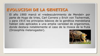 EVOLUCION DE LA GENETICAEVOLUCION DE LA GENETICA
• El año 1900 marcó el «redescubrimiento de Mendel» por
parte de Hugo de Vries, Carl Correns y Erich von Tschermak,
y para 1915 los principios básicos de la genética mendeliana
habían sido aplicados a una amplia variedad de organismos,
donde destaca notablemente el caso de la mosca de la fruta
(Drosophila melanogaster).
 