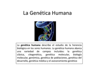La Genética Humana




La genética humana describe el estudio de la herencia
biológica en los seres humanos. La genética humana abarca
una variedad de campos incluidos: la genética
clásica, citogenética, genética molecular, biología
molecular, genómica, genética de poblaciones, genética del
desarrollo, genética médica y el asesoramiento genético
 