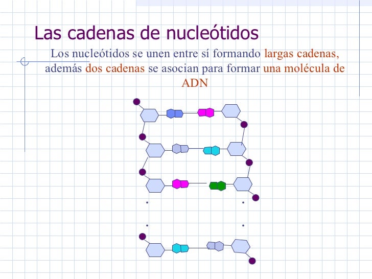 cuantas cadenas de adn tiene un humano la gen 233 tica molecular cuantas cadenas de adn tiene un humano la gen 233 tica molecular