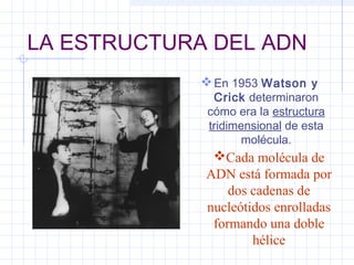 LA ESTRUCTURA DEL ADN
 En 1953 Watson y

Crick determinaron
cómo era la estructura
tridimensional de esta
molécula.

Cada molécula de
ADN está formada por
dos cadenas de
nucleótidos enrolladas
formando una doble
hélice

 