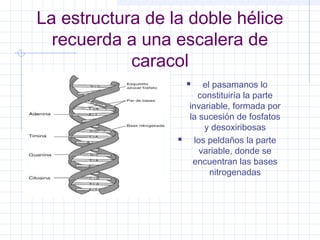 La estructura de la doble hélice
recuerda a una escalera de
caracol
el pasamanos lo
constituiría la parte
invariable, formada por
la sucesión de fosfatos
y desoxiribosas
los peldaños la parte
variable, donde se
encuentran las bases
nitrogenadas





 