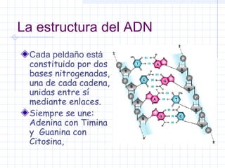 La estructura del ADN
Cada peldaño está
constituido por dos
bases nitrogenadas,
una de cada cadena,
unidas entre sí
mediante enlaces.
Siempre se une:
Adenina con Timina
y Guanina con
Citosina,

 