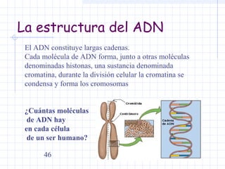 La estructura del ADN
El ADN constituye largas cadenas.
Cada molécula de ADN forma, junto a otras moléculas
denominadas histonas, una sustancia denominada
cromatina, durante la división celular la cromatina se
condensa y forma los cromosomas
¿Cuántas moléculas
de ADN hay
en cada célula
de un ser humano?
46

 