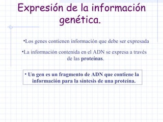 Expresión de la información
genética.
•Los genes contienen información que debe ser expresada
•La información contenida en el ADN se expresa a través
de las proteínas.
• Un gen es un fragmento de ADN que contiene la
información para la síntesis de una proteína.

 