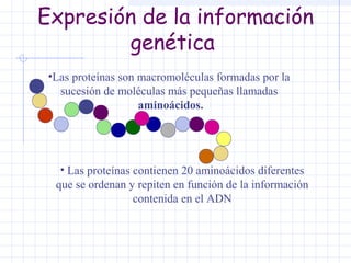 Expresión de la información
genética
•Las proteínas son macromoléculas formadas por la
sucesión de moléculas más pequeñas llamadas
aminoácidos.

• Las proteínas contienen 20 aminoácidos diferentes
que se ordenan y repiten en función de la información
contenida en el ADN

 