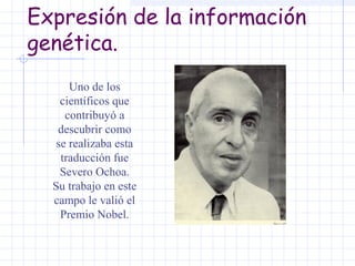 Expresión de la información
genética.
Uno de los
científicos que
contribuyó a
descubrir como
se realizaba esta
traducción fue
Severo Ochoa.
Su trabajo en este
campo le valió el
Premio Nobel.

 