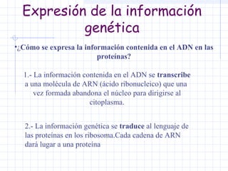 Expresión de la información
genética
•¿Cómo se expresa la información contenida en el ADN en las
proteínas?
1.- La información contenida en el ADN se transcribe
a una molécula de ARN (ácido ribonucleico) que una
vez formada abandona el núcleo para dirigirse al
citoplasma.
2.- La información genética se traduce al lenguaje de
las proteínas en los ribosoma.Cada cadena de ARN
dará lugar a una proteína

 