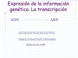 Expresión de la información
genética. La transcripción
ADN

ARN

ACCGGTACTGACAGTACTTCC
TGGCCATGACTGTCATGAAGG
Molécula de ADN

 