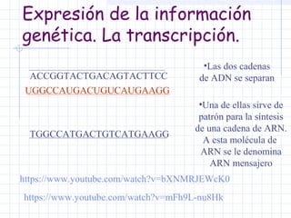 Expresión de la información
genética. La transcripción.
ACCGGTACTGACAGTACTTCC
UGGCCAUGACUGUCAUGAAGG

TGGCCATGACTGTCATGAAGG

•Las dos cadenas
de ADN se separan
•Una de ellas sirve de
patrón para la síntesis
de una cadena de ARN.
A esta molécula de
ARN se le denomina
ARN mensajero

https://www.youtube.com/watch?v=bXNMRJEWcK0
https://www.youtube.com/watch?v=mFh9L-nu8Hk

 