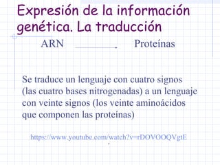 Expresión de la información
genética. La traducción
ARN

Proteínas

Se traduce un lenguaje con cuatro signos
(las cuatro bases nitrogenadas) a un lenguaje
con veinte signos (los veinte aminoácidos
que componen las proteínas)
https://www.youtube.com/watch?v=rDOVOOQVgtE
´

 