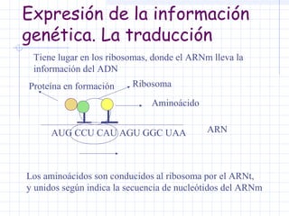 Expresión de la información
genética. La traducción
Tiene lugar en los ribosomas, donde el ARNm lleva la
información del ADN
Proteína en formación

Ribosoma
Aminoácido

AUG CCU CAU AGU GGC UAA

ARN

Los aminoácidos son conducidos al ribosoma por el ARNt,
y unidos según indica la secuencia de nucleótidos del ARNm

 