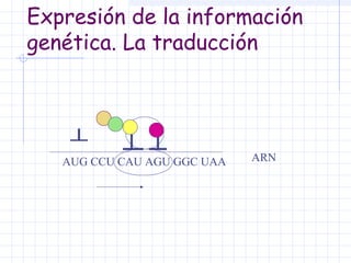 Expresión de la información
genética. La traducción

AUG CCU CAU AGU GGC UAA

ARN

 