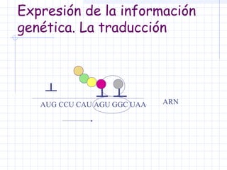 Expresión de la información
genética. La traducción

AUG CCU CAU AGU GGC UAA

ARN

 